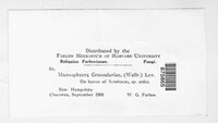 Microsphaera grossulariae image